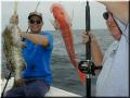 63_gus_grouper_jerry_snapper_640